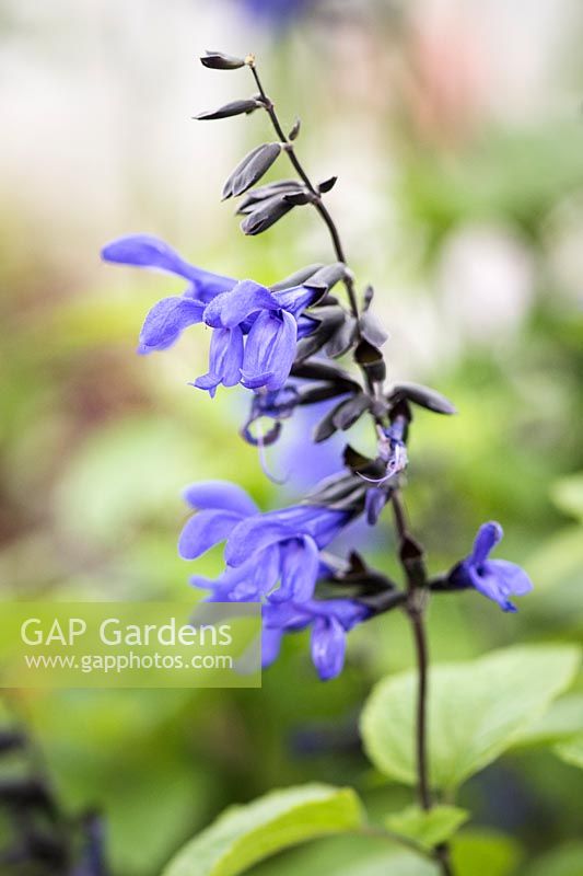 Salvia guaranitica 'Black and Blue'- anise-scented sage