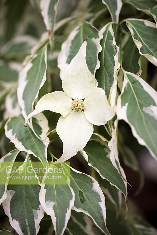 Cornus kousa 'Laura' - Variegated Flowering Dogwood with narrow leaves