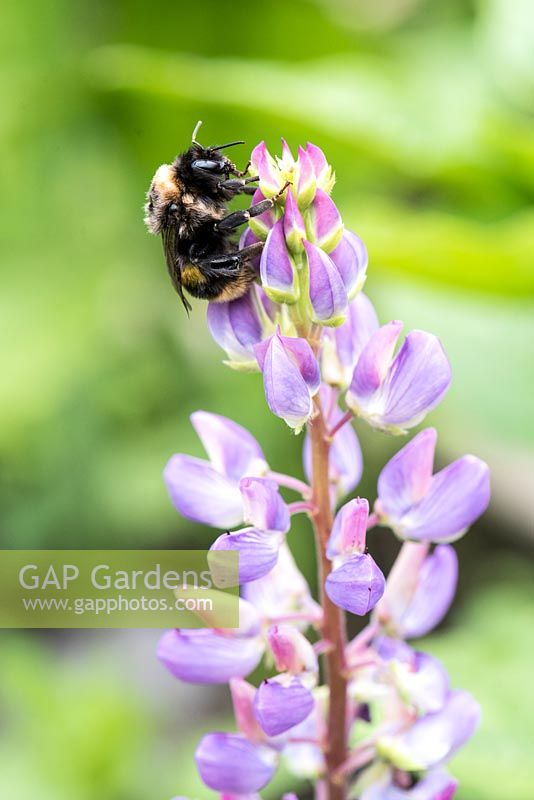 Bumblebee on a lupin flower