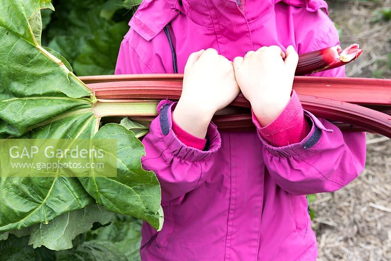 Little girl harvesting rhubarb in a basket
