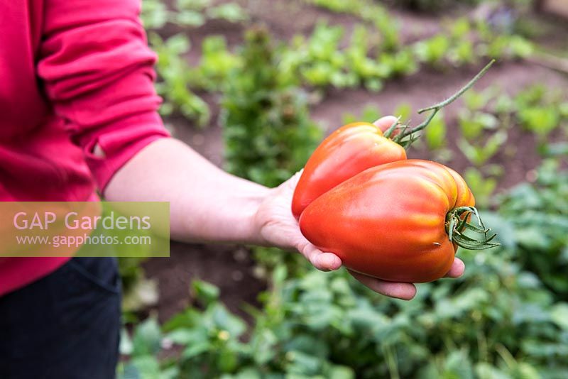 Woman harvesting tomatoes 'Coeur de boeuf'