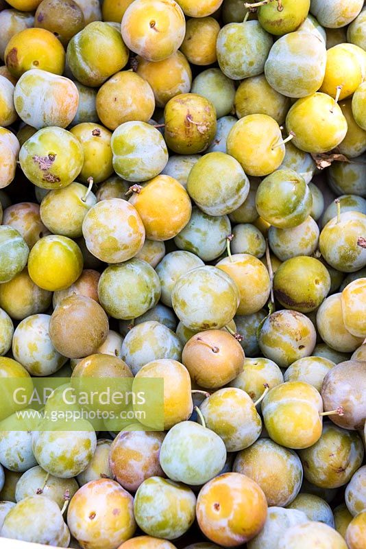 Harvest of Prunus domestica 'Reine Claude'