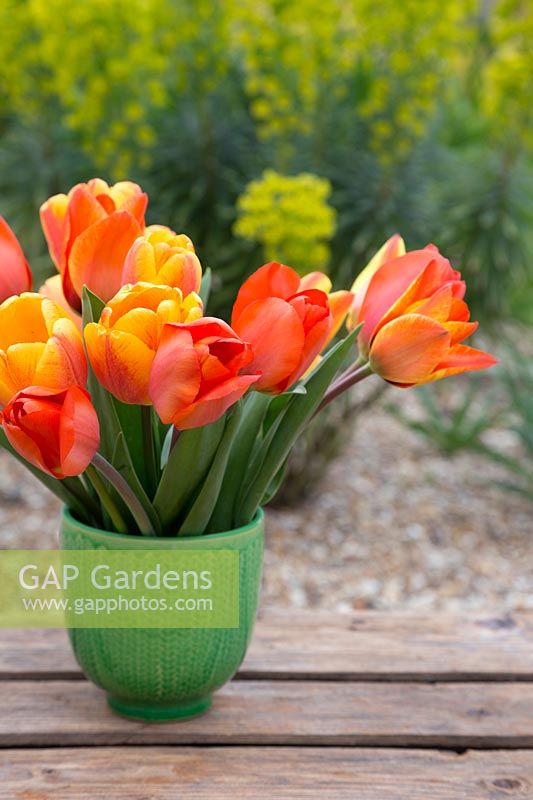 Tulipa 'Sunlover' and Tulipa 'Orange Sun' in green container