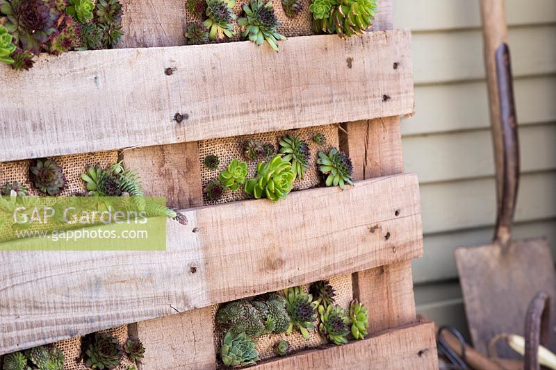 Pallet planter with mixed succulents