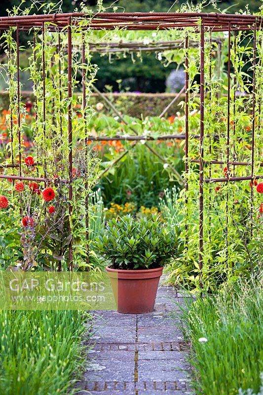 Kitchen garden with Cyclanthera pedata growing over a metal pergola. Dahlia 'Olympic Fire'. Design: Dineke Logtenberg,