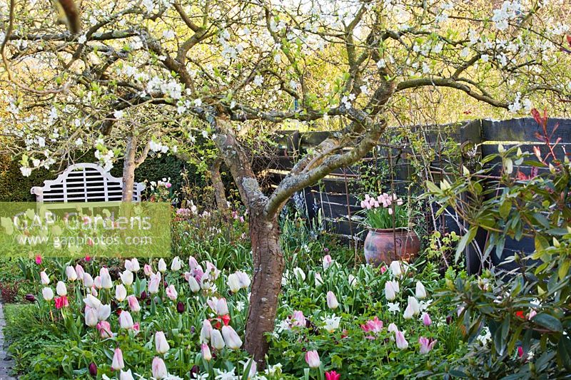 Spring bulb meadow in apple tree orchard. Tulipa 'Flaming Purissima', Tulipa 'Queen Of Night' and Daffodils.