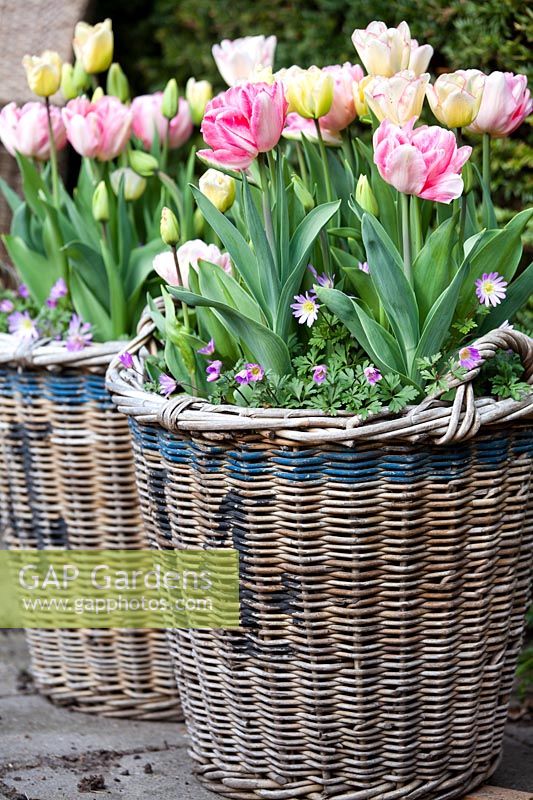 Wicker basket container planted with Tulipa 'Marjolein', Tulipa 'Foxtrot' and Anemone blanda 'Violet Star'.