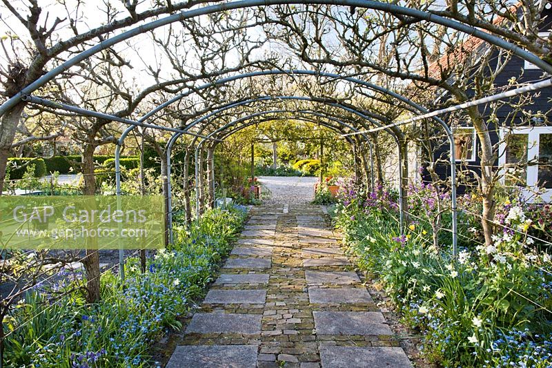 Trained pear pergola in spring underplanted with spring flowers - daffodils, Muscari, Myosotis - Forget me not and honesty.