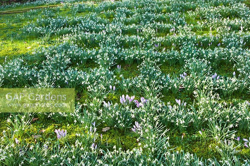 Galanthus - snowdrops are planted in pattern in the lawn.