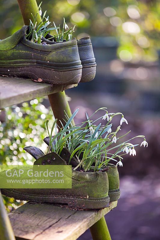 Old shoes used as a pots for early spring bulbs - snowdrops.