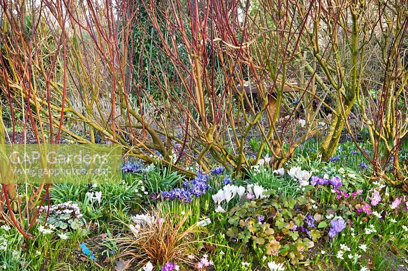 Early spring border of Crocus vernus, Cyclamen coum, Iris reticulata, Anemone blanda, Allium triquetrum and Galanthus nivalis.
