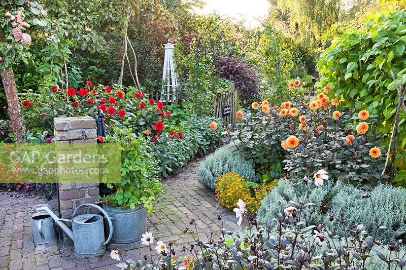 Kitchen garden in late summer with herb and vegetable borders and dahlias. Tagetes tenuifolia 'Gnom', Dahlia 'David Howard',  Dahlia 'Garden Miracle', Santolina chamaecyparissus and Dahlia 'Bishop of Dover'. Design: Alie Stoffers