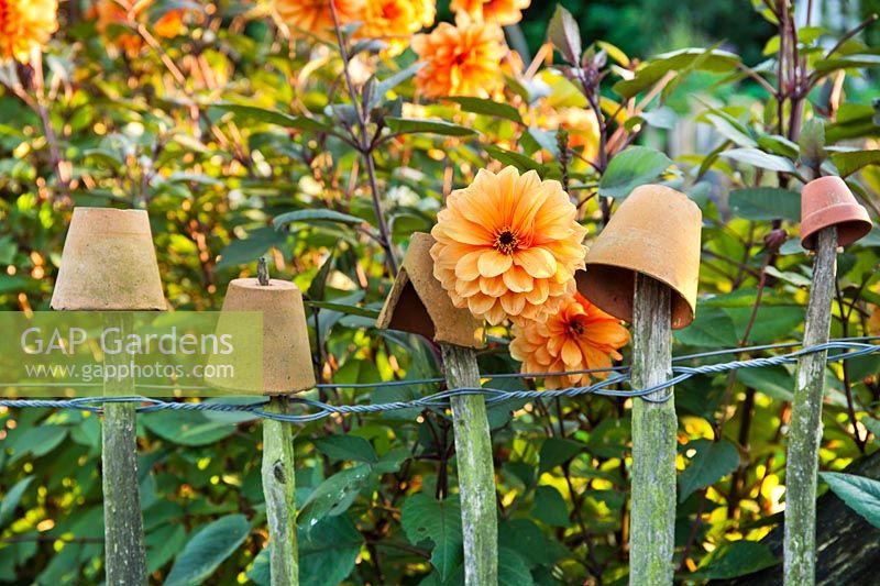Dahlia 'David Howard' and pots on a fence. Design: Alie Stoffers