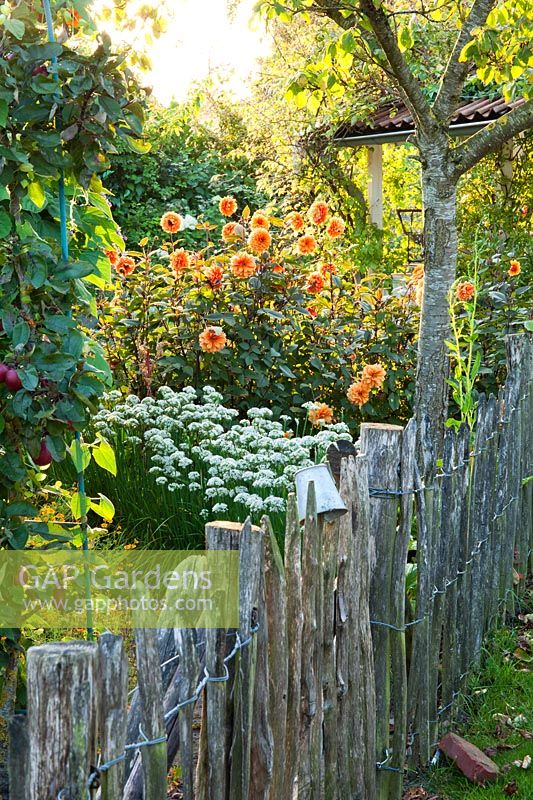 Rustic fence in cottage garden. Allium tuberosum and Dahlia 'David Howard'. Design: Alie Stoffers