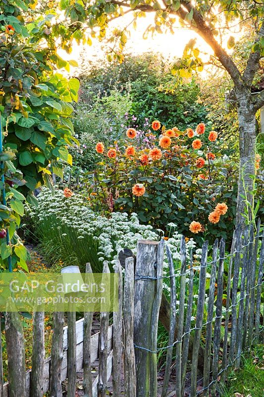 Rustic fence in cottage garden. Allium tuberosum and dahlia 'David Howard'. Design: Alie Stoffers