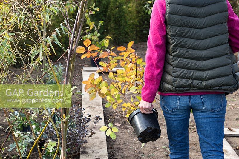 Woman carrying plants ready for planting in new border