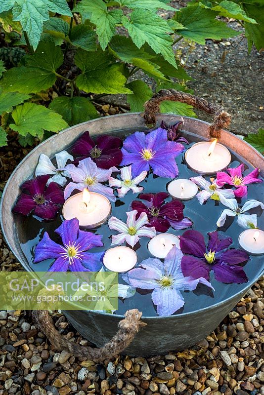Floating clematis flowers in metal bucket with candles
