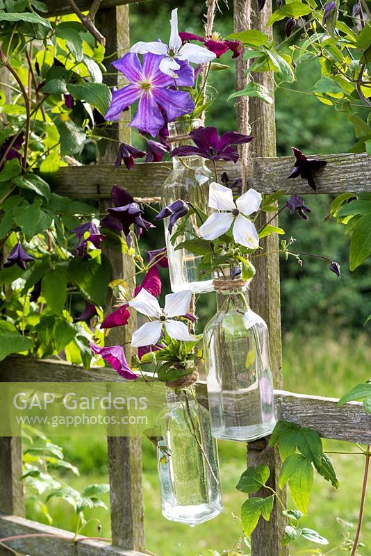 Clematis flowers displayed in hanging bottles
