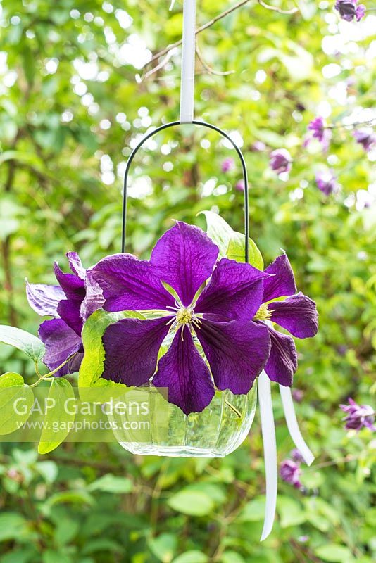 Clematis 'Etoile Violette' arranged in hanging glass tealight