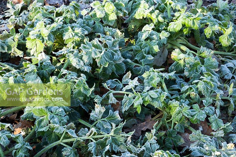 Celeriac 'Brilliant' foliage in frost