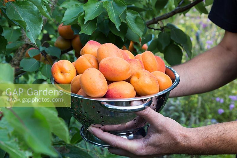 Holding freshly picked Apricots
