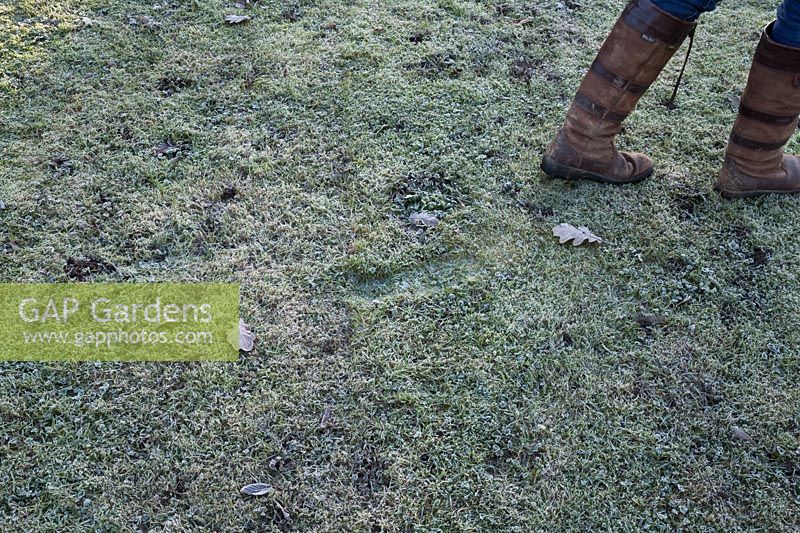 Footprints in frosty grass