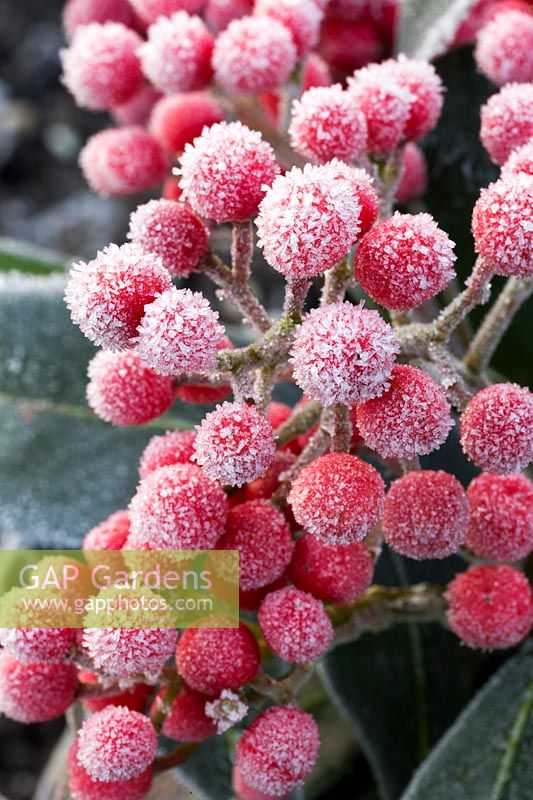 Skimmia japonica 'Rubella' with frost
