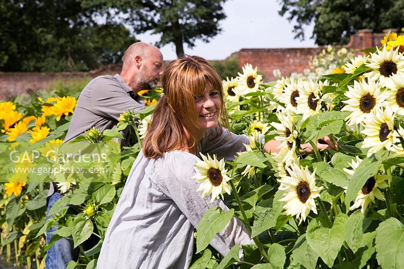 Sheree King and Patrick Cadman cutting Helianthus for flower arranging