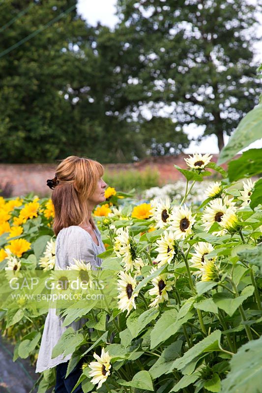 Sheree King cutting Helianthus for flower arranging