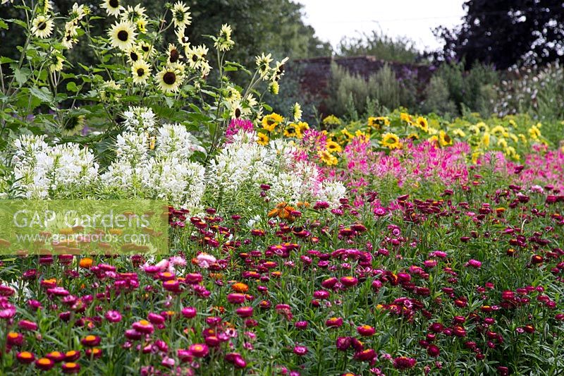 Rows of Helichrysum, Cleome and Helianthus for cutting