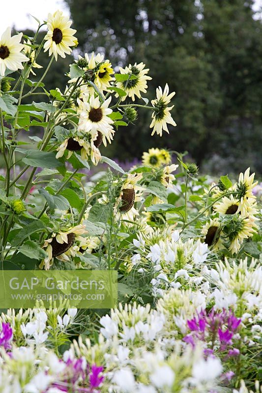 Helianthus and Cleome grown for cutting