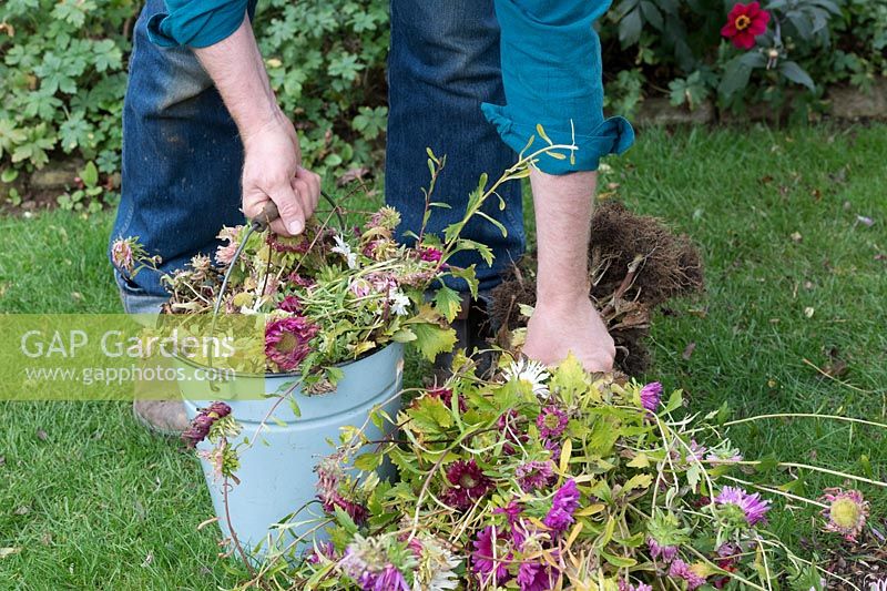 Callistephus chinensis - Gardener picking up spent Aster giant single andrella mixed flowers dug up from the garden - October - Oxfordshire