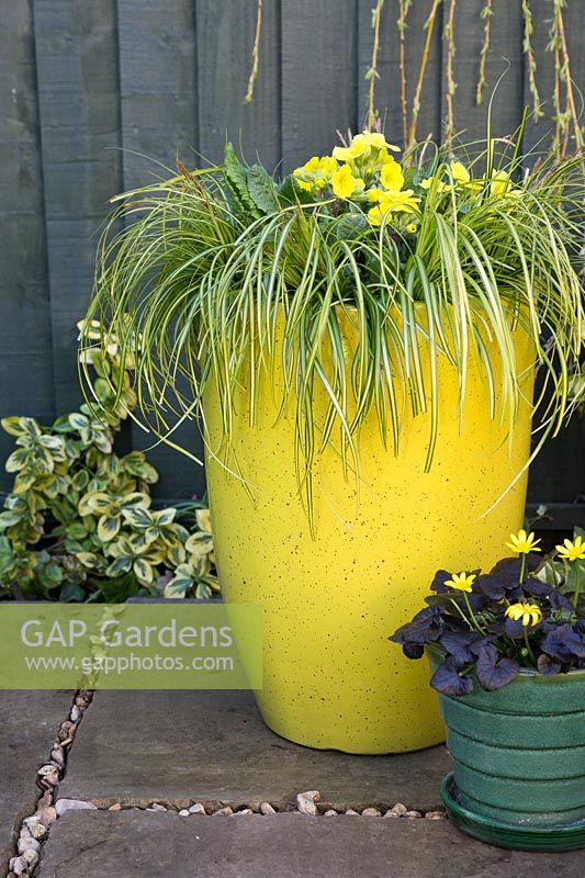 Yellow Spring container filled with Carex and Yellow Primulas and small container with Ficaria verna 'Brazen Hussy'