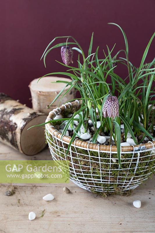 Decorative spring arrangement with Fritillaria meleagris in basket