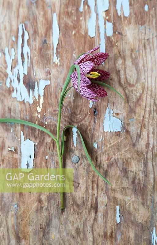 Fritillaria meleagris laying on rustic wooden surface