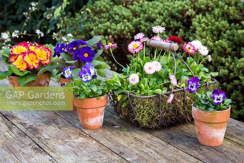 Spring arrangement with Bellis perennis in rustic basket and Violas