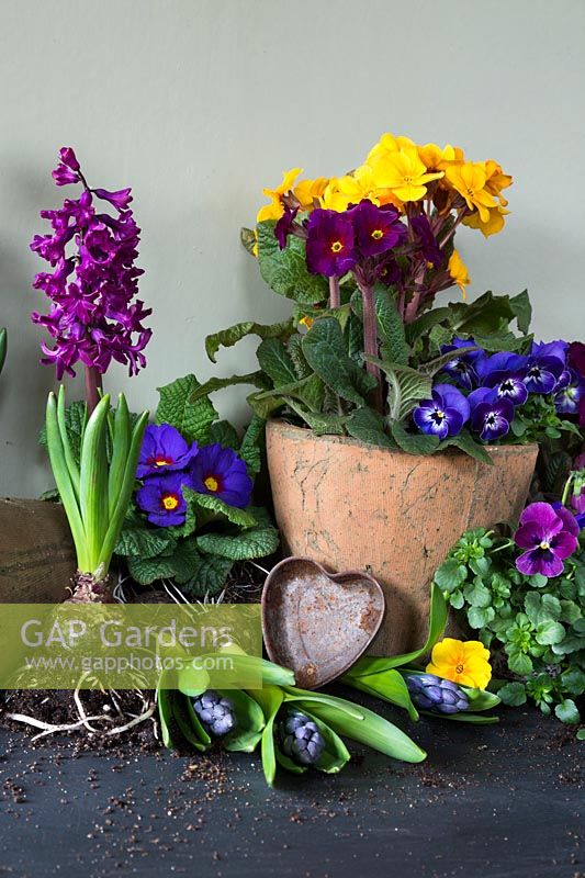 Spring arrangement with Hyacinths, Viola, minature Daffodils and Primula