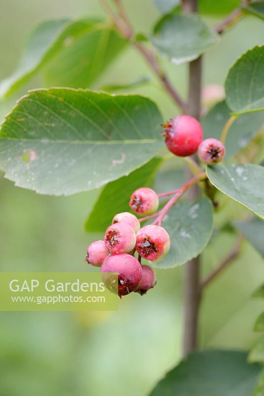 Amelanchier alnifolia, Juneberry or Saskatoon 'Smoky' berries, Wales, UK