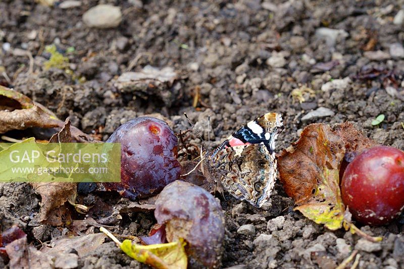 Vanessa atalanta, Red Admiral butterfly feeding on windblown plums in Autumn, Wales, UK.