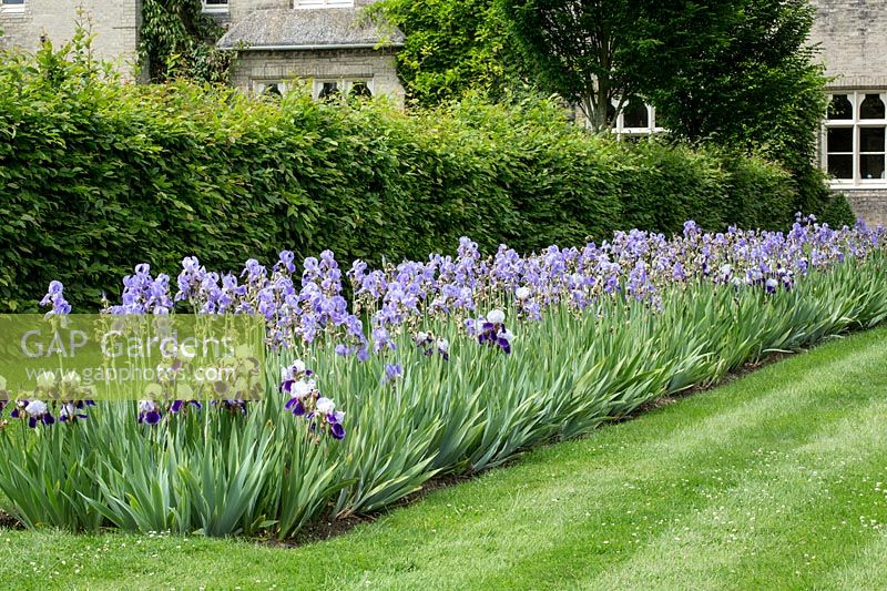 Iris 'Braithwaite' and Iris 'Jane Philips' with Carpinus betulus 'Fastigiata' hedge