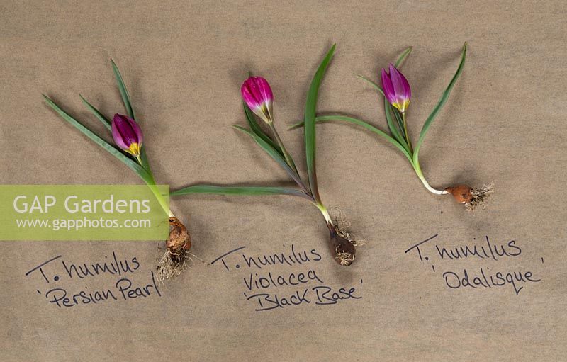 Tulip humilus 'Persian Pearl', Tulip humilus violacea 'Black Base' and Tulip humilus 'Odalisque'