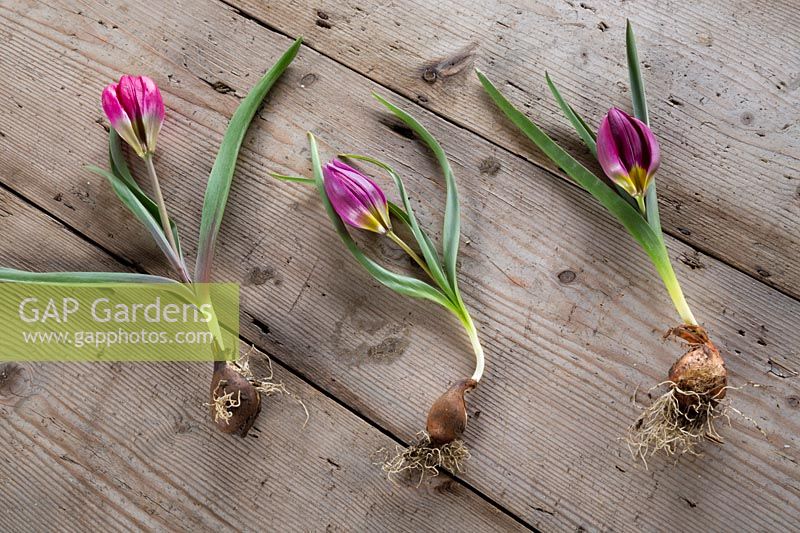 Tulip humilus 'Persian Pearl', Tulip humilus violacea 'Black Base' and Tulip humilus 'Odalisque' on wooden surface