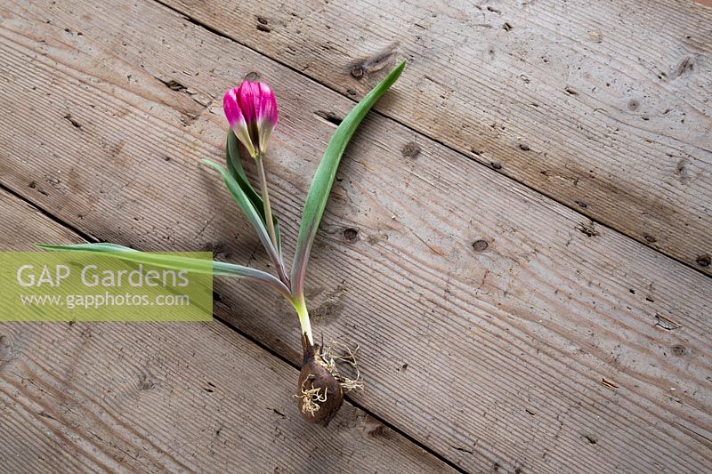 Tulip humilus violacea 'Black Base' on wooden surface