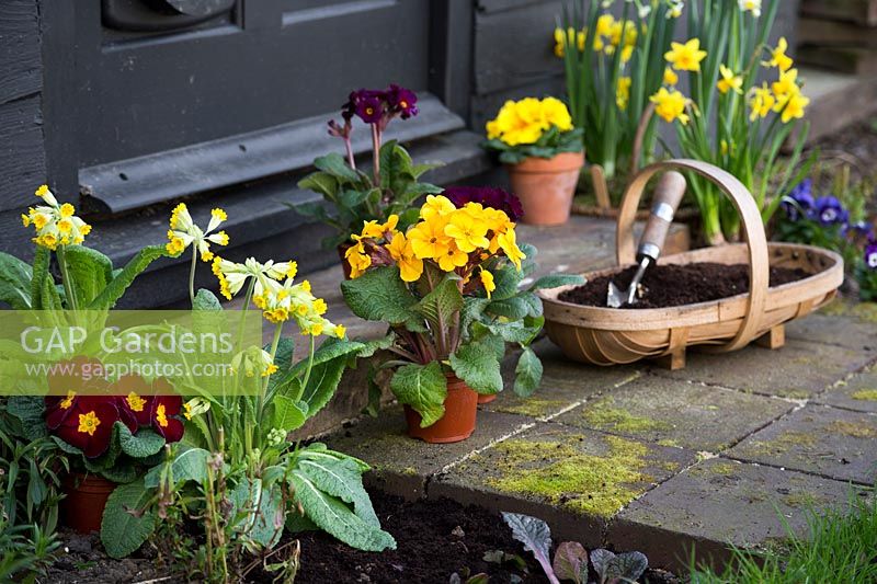 Spring arrangement with Violas and miniature Daffodils