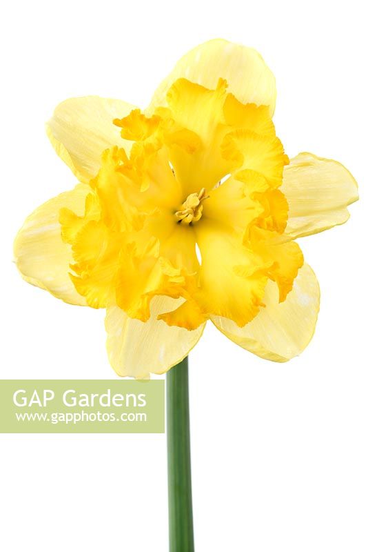 Narcissus 'Blazing Starlet'. Daffodil Div 11a  Split-corona Collar 
