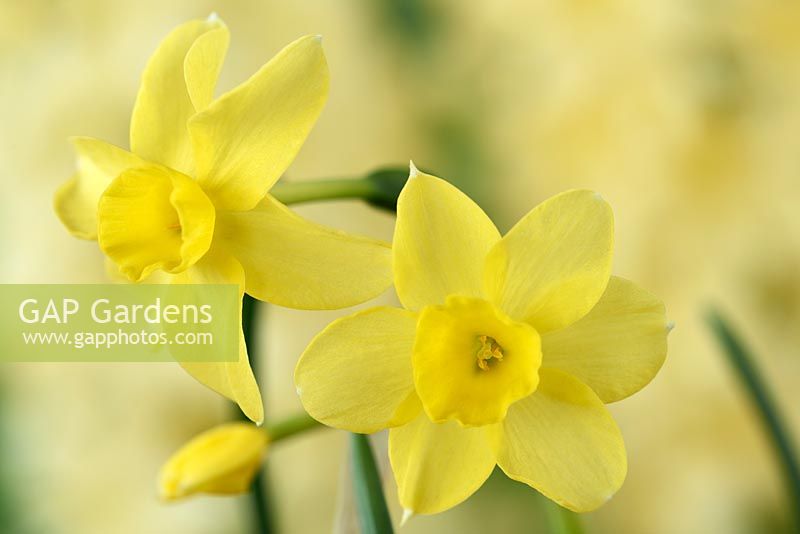 Narcissus 'Sabrosa' AGM - Daffodil Div. 7 Jonquilla 