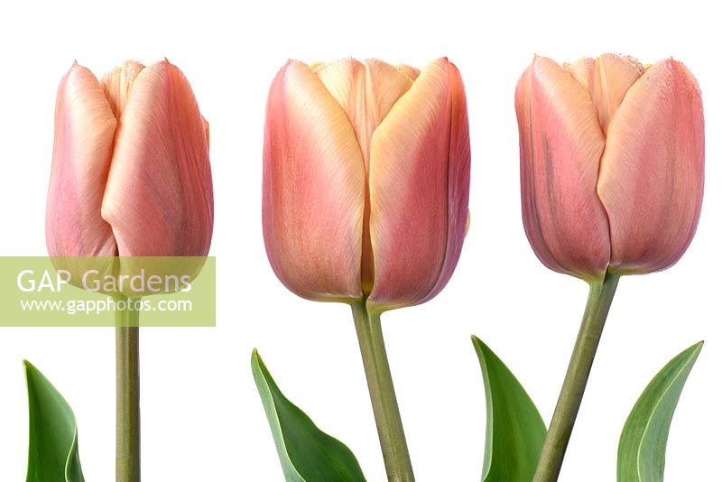 Tulipa 'La Belle Ã©poque' - Double Early Group Syn. 'La Belle epoque'