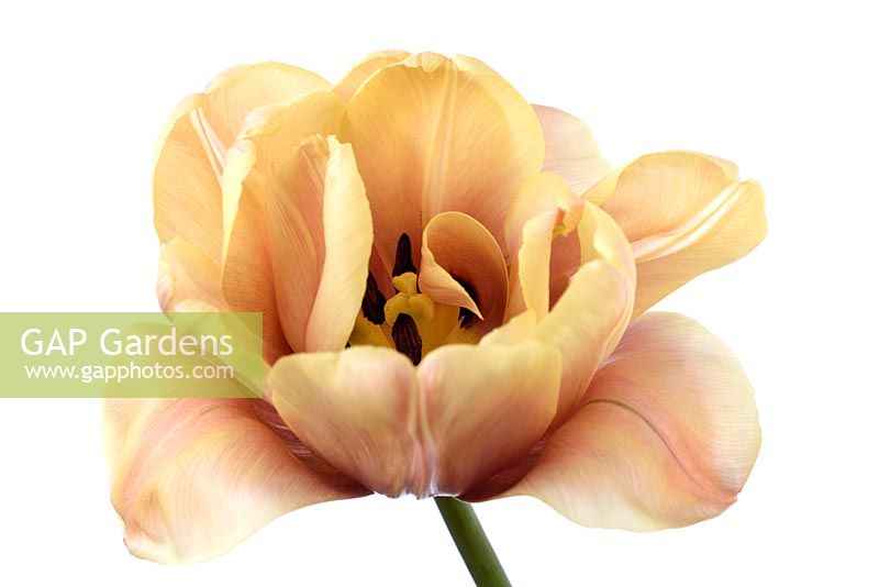 Tulipa 'La Belle Ã©poque' - Double Early Group Syn. 'La Belle epoque'