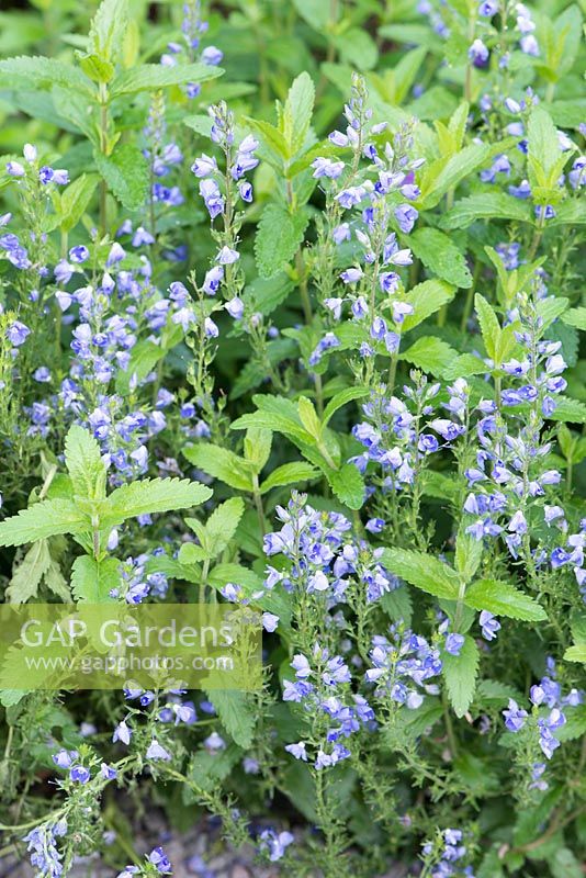 Veronica austriaca ssp teucrium 'Royal Blue'