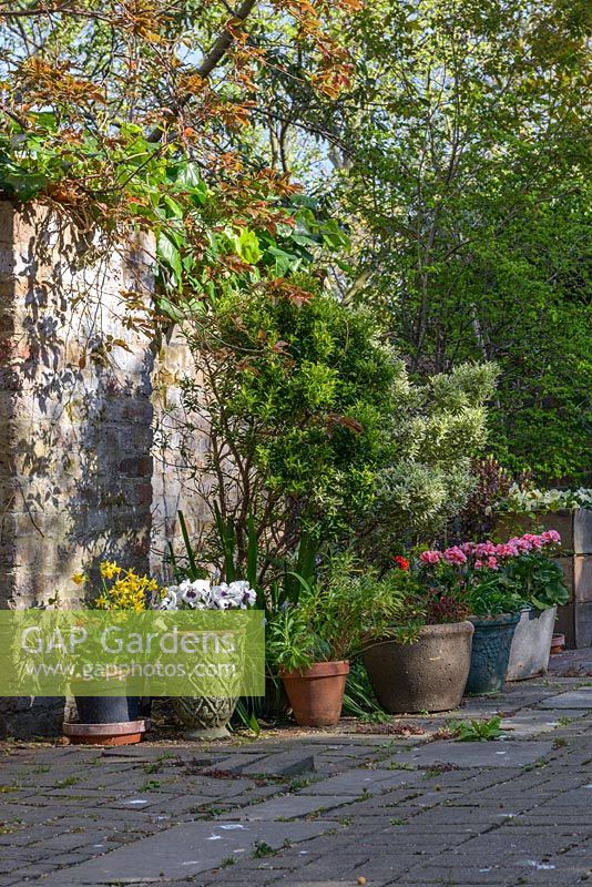 A garden view with Euonymus shrubs, ivy overgrowing the stone wall, mature trees, potted plants including white Violas, pink Dianthus, yellow Narcissus 'Tete-a-tete' and Bluebells
